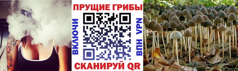 Галлюциногенные грибы GOLDEN TEACHER Южно-Сухокумск